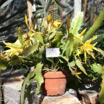 Botanischer_Garten_19