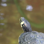 Botanischer_Garten_21