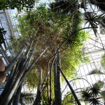 Botanischer_Garten_42