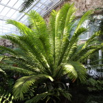 Botanischer_Garten_48