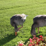 Schlosspark_Nymphenburg_09