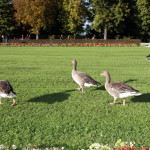 Schlosspark_Nymphenburg_13