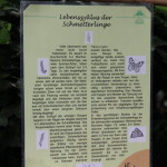 Tropische Schmetterlinge_01