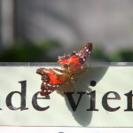 Tropische_Schmetterlinge_07