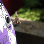 Tropische_Schmetterlinge_08