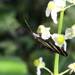 Tropische_Schmetterlinge_10