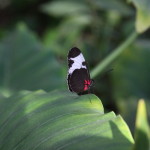 Tropische_Schmetterlinge_11