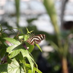 Tropische_Schmetterlinge_12