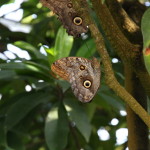 Tropische_Schmetterlinge_13