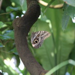 Tropische_Schmetterlinge_14