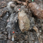 Tropische_Schmetterlinge_15
