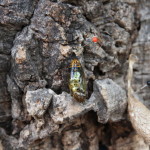 Tropische_Schmetterlinge_16