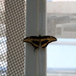Tropische_Schmetterlinge_17