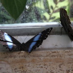 Tropische_Schmetterlinge_18
