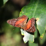 Tropische_Schmetterlinge_20