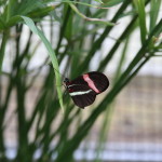 Tropische_Schmetterlinge_21