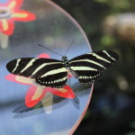 Tropische_Schmetterlinge_22