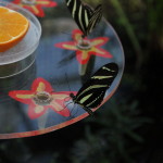 Tropische_Schmetterlinge_23