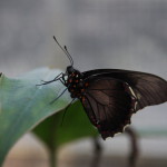Tropische_Schmetterlinge_28