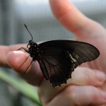 Tropische_Schmetterlinge_29