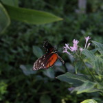 Tropische_Schmetterlinge_30