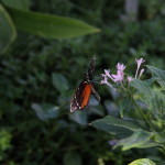 Tropische_Schmetterlinge_31