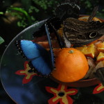 Tropische_Schmetterlinge_32