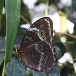 Tropische_Schmetterlinge_34