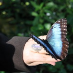 Tropische_Schmetterlinge_35