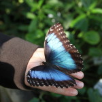 Tropische_Schmetterlinge_36