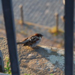 Dresden_10